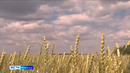 Куртамышские аграрии прогнозируют хороший урожай гороха