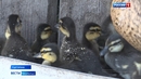 11-летний житель Куртамыша Глеб Симаков с шести лет разводит кур и уток
