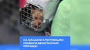 На машине с питомцем: правила безопасной поездки