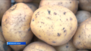 Жительница Кетовского округа Елена Варлакова в этом году вырастила 24 сорта картофеля