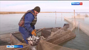 В Курганской области рыбаки приступили к ловле карповых