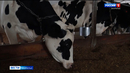 На курганском молочном предприятии планируют ввести в работу современный телятник на 200 голов
