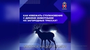 Осторожно, дикие животные на дороге!